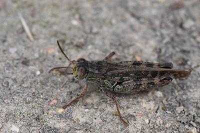 Caloptène italien