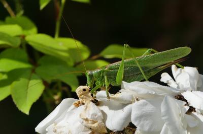 Grande Sauterelle verte