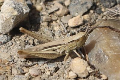 <i>Euchorthippus elegantulus</i>