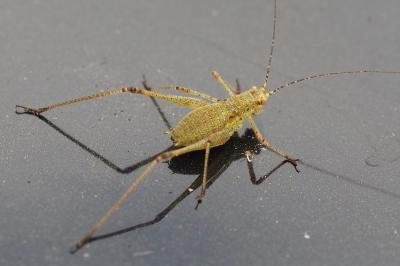 <i>Phaneroptera</i>