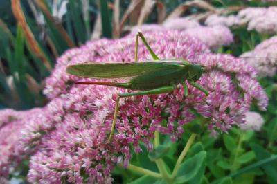 Grande Sauterelle verte