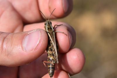 Caloptène italien