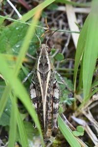 Caloptène italien