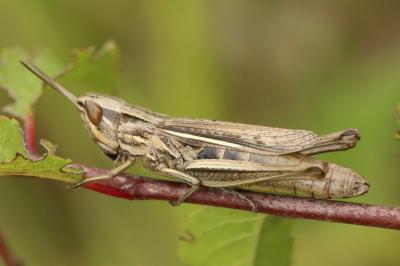 <i>Euchorthippus elegantulus</i>