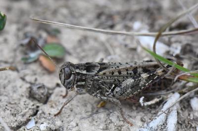 Caloptène italien