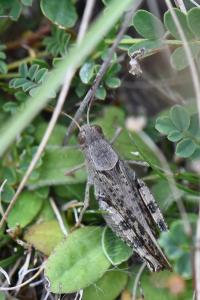 Caloptène italien