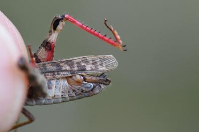 Caloptène italien