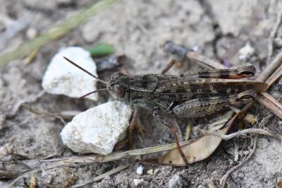 Caloptène italien