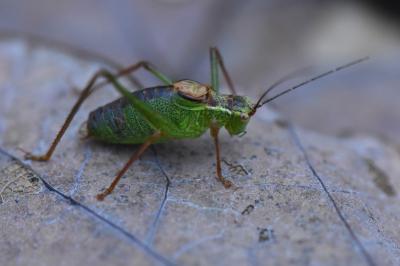 Leptophye ponctuée