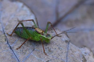 Leptophye ponctuée