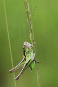 Decticelle bariolée