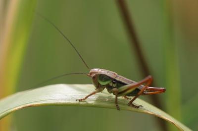 Decticelle bariolée