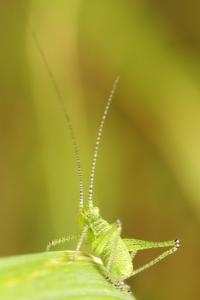 Leptophye ponctuée