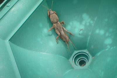 Gryllotalpa gryllotalpa