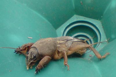 Gryllotalpa gryllotalpa