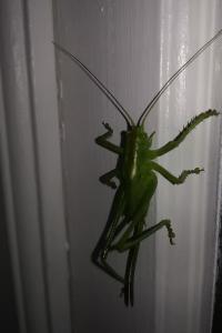 Grande Sauterelle verte