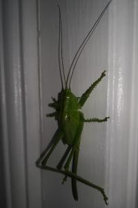 Grande Sauterelle verte