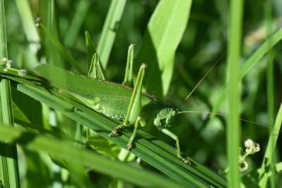 Grande Sauterelle verte
