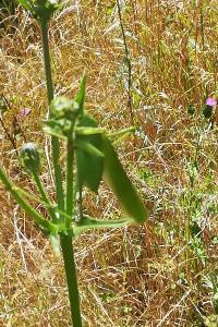 Grande Sauterelle verte