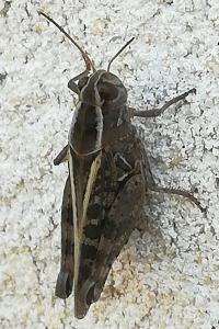 <i>Calliptamus</i>