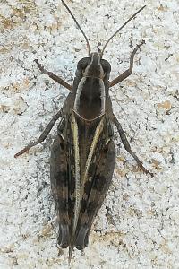 <i>Calliptamus</i>