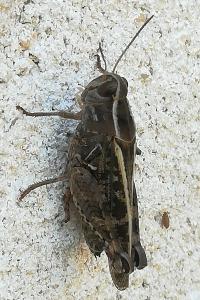 <i>Calliptamus</i>