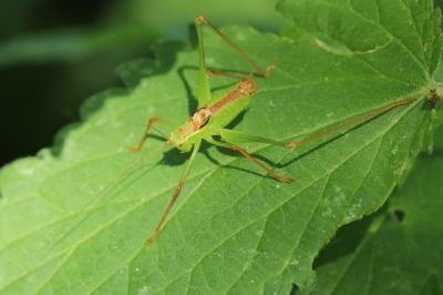 Leptophye ponctuée