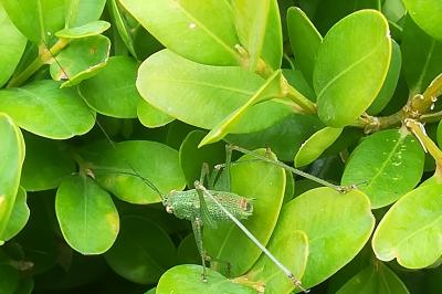 <i>Phaneroptera</i>