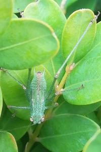 <i>Phaneroptera</i>