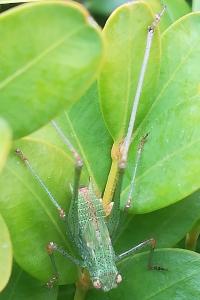 <i>Phaneroptera</i>