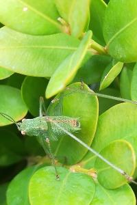 <i>Phaneroptera</i>