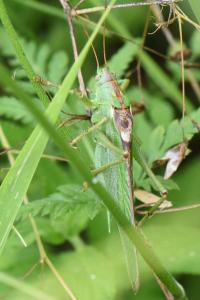 Grande Sauterelle verte