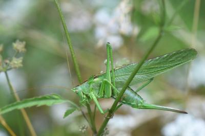 Grande Sauterelle verte