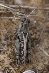Caloptène italien