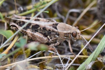 Caloptène italien