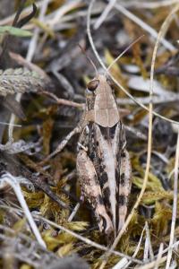 Caloptène italien