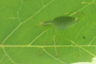 Leptophye ponctuée
