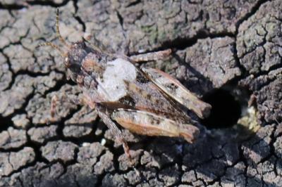Tetrix undulata
