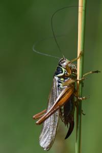 Decticelle bariolée