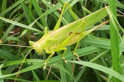 Grande Sauterelle verte