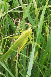 Grande Sauterelle verte