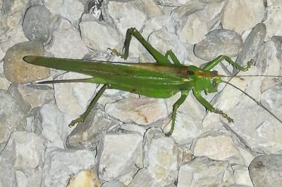 Grande Sauterelle verte