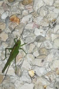 Grande Sauterelle verte