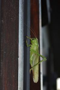 Grande Sauterelle verte