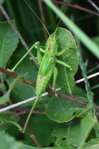 Grande Sauterelle verte