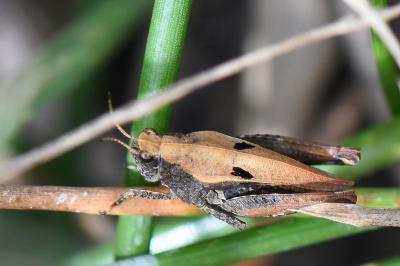 Tetrix undulata