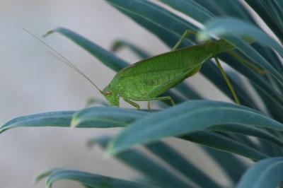 Phanéroptère méridional
