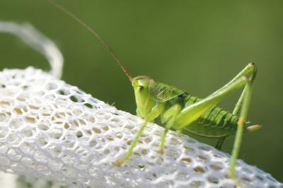 Grande Sauterelle verte