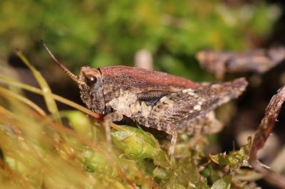 Tetrix undulata