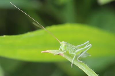 Grande Sauterelle verte